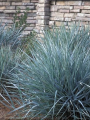 Leymus arenarius 'Blue DuneLeymus arenarius 'Blue Dune-1.png