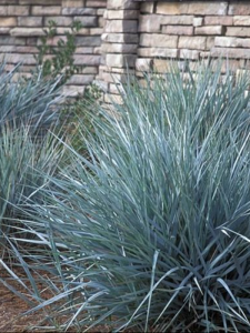 Wydmuchrzyca piaskowa 'Blue Dune' - Leymus arenarius 'Blue Dune' 