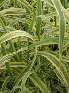 Mozga trzcinowata 'Aureovariegata' - Phalaris arundinacea 'Aureovariegata'