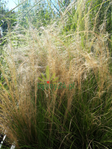 Ostnica cieniutka 'Pony Tails' - Stipa tenuissima 'Pony Tails' (1).png