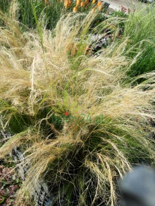 Ostnica cieniutka 'Pony Tails' - Stipa tenuissima 'Pony Tails' (2).png