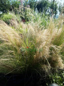 Ostnica cieniutka 'Pony Tails' - Stipa tenuissima 'Pony Tails' (3).png