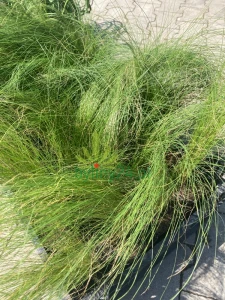 Ostnica cieniutka 'Pony Tails' - Stipa tenuissima 'Pony Tails' (4).png
