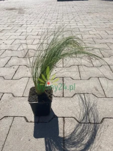 Ostnica cieniutka 'Pony Tails' - Stipa tenuissima 'Pony Tails' (5).png