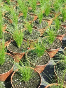 Ostnica cieniutka 'Pony Tails' - Stipa tenuissima 'Pony Tails' (6).png