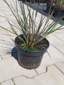 Palczatka miotlasta 'Blue Heaven' - Schizachyrium scoparium 'Blue Heaven' (2).png