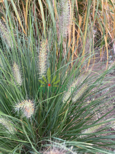 Rozplenica japońska 'Hameln' - Pennisetum alopecuroides 'Hameln' (1).png