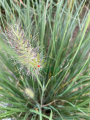 Rozplenica japońska 'Hameln' - Pennisetum alopecuroides 'Hameln' (2).png