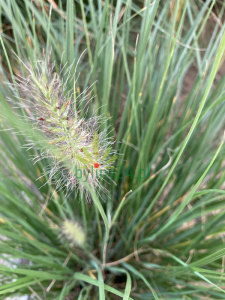 Rozplenica japońska 'Hameln' - Pennisetum alopecuroides 'Hameln' (2).png
