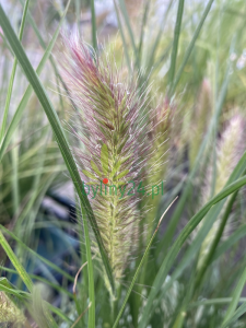 Rozplenica japońska 'Hameln' - Pennisetum alopecuroides 'Hameln' (3).png