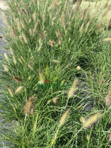 Rozplenica japońska 'Hameln' - Pennisetum alopecuroides  'Hameln' 