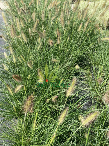 Rozplenica japońska 'Hameln' - Pennisetum alopecuroides 'Hameln' (4).png