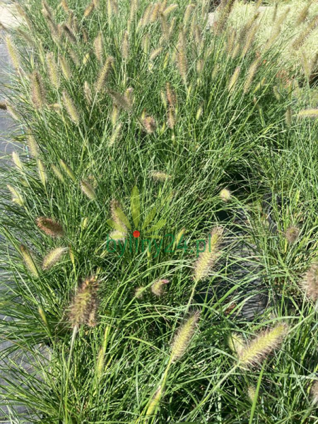 Rozplenica japońska 'Hameln' - Pennisetum alopecuroides 'Hameln' (4).png
