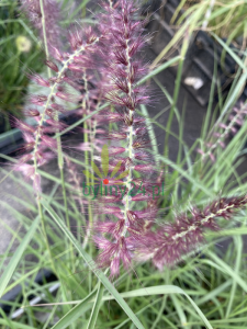 Rozplenica wschodnia 'Karley Rose' - Pennisetum orientale 'Karley Rose'  
