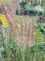 Rozplenica wschodnia 'Karley Rose' - Pennisetum orientale 'Karley Rose' (3).png