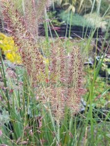 Rozplenica wschodnia 'Karley Rose' - Pennisetum orientale 'Karley Rose' (3).png