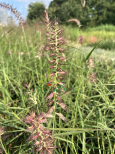 Rozplenica wschodnia 'Karley Rose' - Pennisetum orientale 'Karley Rose' (4).png