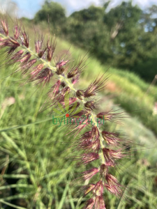 Rozplenica wschodnia 'Karley Rose' - Pennisetum orientale 'Karley Rose' (5).png