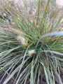 Rozplenica wschodnia 'Karley Rose' - Pennisetum orientale 'Karley Rose' (6).png