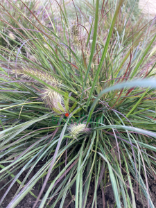 Rozplenica wschodnia 'Karley Rose' - Pennisetum orientale 'Karley Rose' (6).png