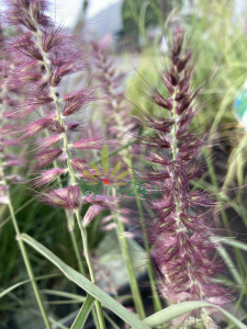 Rozplenica wschodnia 'Karley Rose' - Pennisetum orientale 'Karley Rose' (7).png