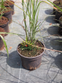 Rozplenica wschodnia 'Karley Rose' - Pennisetum orientale 'Karley Rose' (8).png