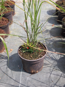 Rozplenica wschodnia 'Karley Rose' - Pennisetum orientale 'Karley Rose' (8).png