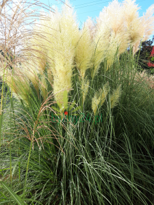 Trawa pampasowa 'Evita' - Cortaderia selloana 'Evita' 