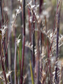 Schizachyrium scoparium 'Blue Heaven' 589-2.png