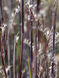 Schizachyrium scoparium 'Blue Heaven' 589-2.png