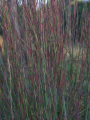 Schizachyrium scoparium 'Blue Heaven' IMG_6716-1.png