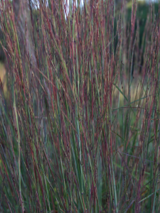Palczatka miotlasta 'Blue Heaven' - Schizachyrium scoparium  'Blue Heaven'