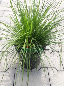 Śmiałek darniowy - Deschampsia ceaspitosa (2).png