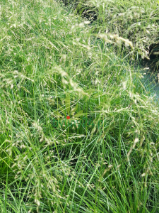 Śmiałek darniowy -  Deschampsia ceaspitosa