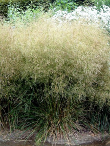 Śmiałek darniowy 'Goldtau' -  Deschampsia ceaspitosa 'Goldtau'