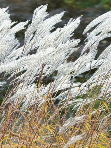 Miscanthus sacchariflorus537-2.png