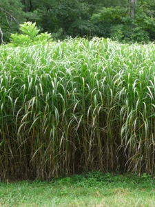 Miskant cukrowy - Miscanthus sacchariflorus