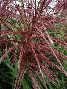 Miskant chiński 'Malepartus' - Miscanthus sinensis  'Malepartus'