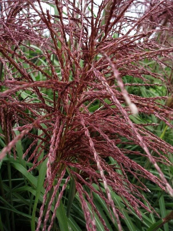 Miskant chiński 'Malepartus' - Miscanthus sinensis  'Malepartus'
