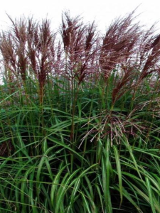 Miskant chiński 'Malepartus'Miskant chiński 'Malepartus'-2.png