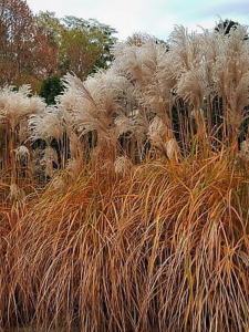 Miskant chiński 'Malepartus'Miskant chiński 'Malepartus'3-3.png