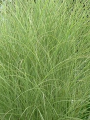 'Nippon' - 'Morning Light' - Miscanthus sinensis-1.png