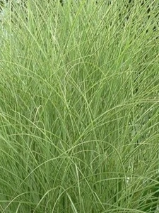'Nippon' - 'Morning Light' - Miscanthus sinensis-1.png