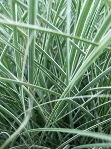 'Nippon' - 'Morning Light' - Miscanthus sinensisC-3.png