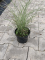 'Nippon' - 'Morning Light' - Miscanthus sinensisV-4.png