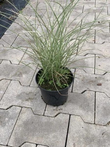 'Nippon' - 'Morning Light' - Miscanthus sinensisV-4.png