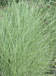 Miskant chiński 'Morning Light' - Miscanthus sinensis 'Morning Light'