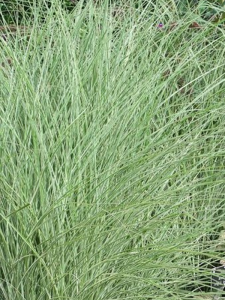 Miskant chiński 'Morning Light' - Miscanthus sinensis 'Morning Light'