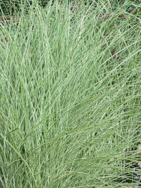 'Nippon' - 'Morning Light' - Miscanthus sinensisZ-2.png