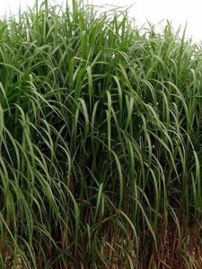 Miskant olbrzymi - Miscanthus giganteus